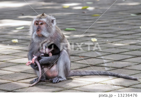 Monkey with a baby 13236476