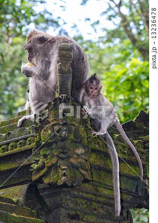 Eating monkey with a baby 13236478
