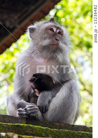 Thoughtful monkey with a baby 13236482