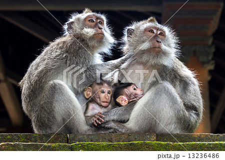 Monkey family 13236486
