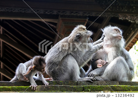 Monkey family 13236492