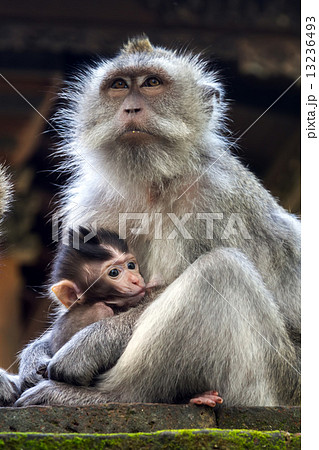 Thoughtful monkey with a baby 13236493