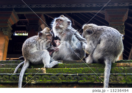 Monkey family 13236494