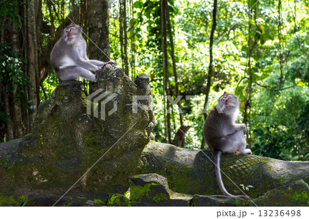Two monkeys in Bali Ubud forest 13236498