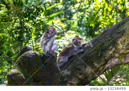 Two monkeys in Bali Ubud forest 13236499