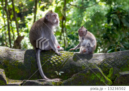Two monkeys in Bali Ubud forest Two monkeys in Bali Ubud forest 13236502