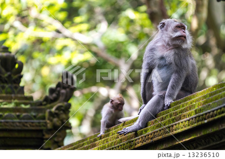 Two monkeys in Bali Ubud forest 13236510
