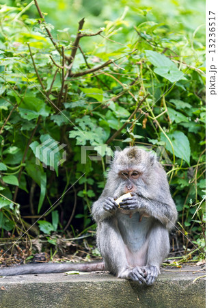 Monkey eating fruit in ubud forest, Bali Monkey eating fruit in ubud forest, Bali 13236517