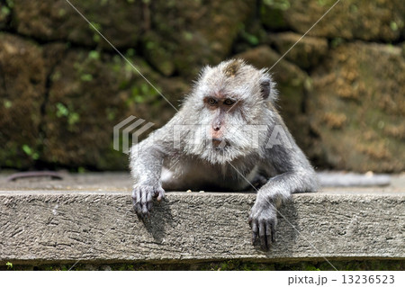 Monkey lying on stone in ubud forest, Bali Monkey lying on stone in ubud forest, Bali 13236523