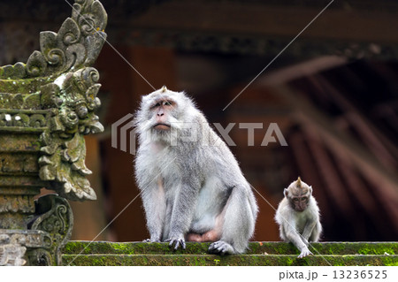 Two monkeys in Bali Ubud forest Two monkeys in Bali Ubud forest 13236525