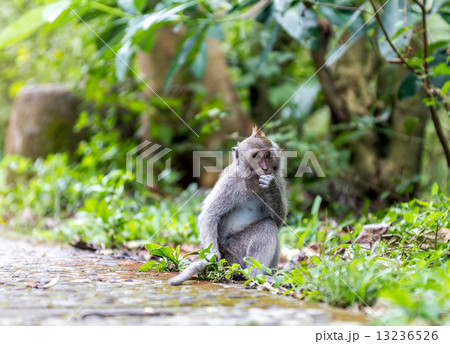Monkey in nature, Ubud forest, Bali 13236526