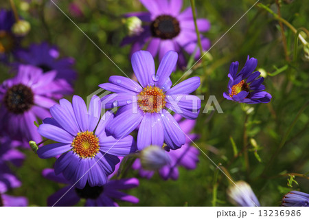 ブラキカムの花と雨雫 ブラキカムの花と雨雫 13236986