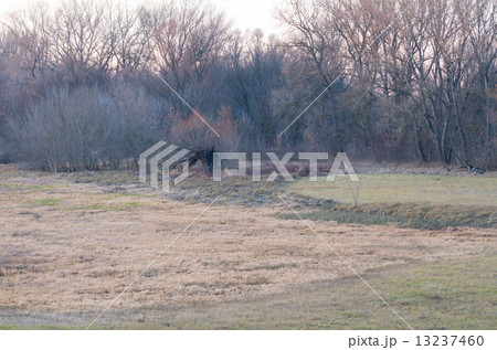 Floodplain Forest with an Old Willow Floodplain Forest with an Old Willow 13237460