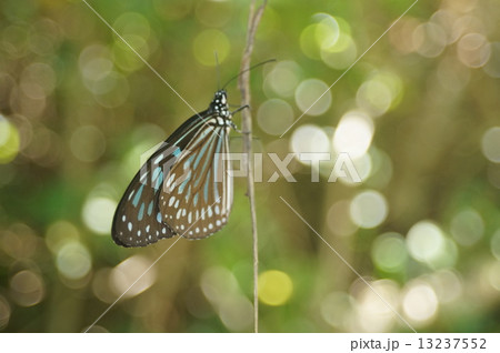 リュウキュウアサギマダラ リュウキュウアサギマダラ 13237552