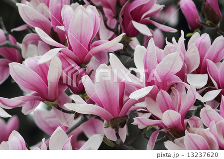 シモクレン シモクレン 13237620