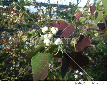 白色の蝋状物質に包まれた種を出したナンキンハゼの実 13237627