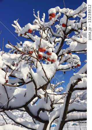 柿の木と初雪 13238012