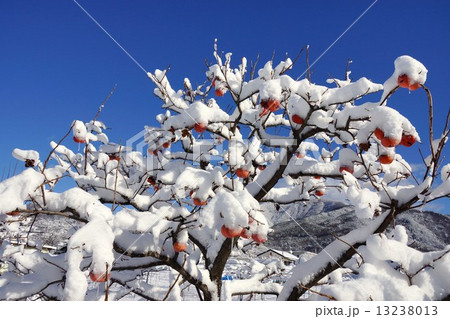 柿の木と初雪 柿の木と初雪 13238013