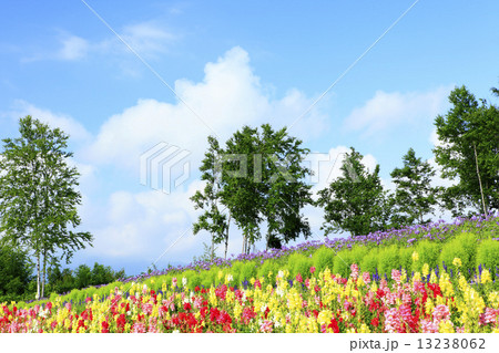 北海道 中富良野町 彩香の里花畑 北海道 中富良野町 彩香の里花畑 13238062
