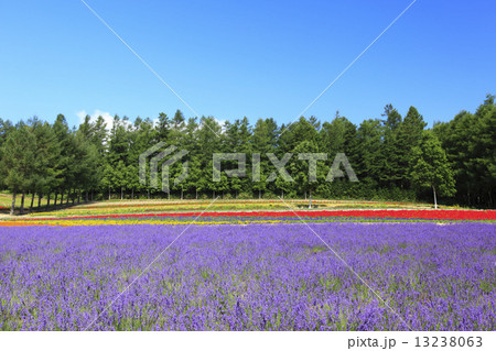 北海道　中富良野町　彩香の里ラベンダー園 13238063