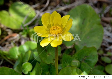 キンリュウカ 13238127