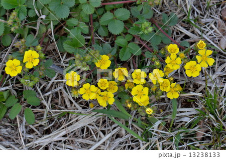 キジムシロ 13238133