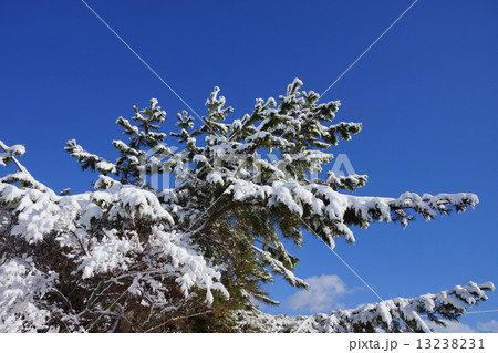 黒松の木と初雪 黒松の木と初雪 13238231