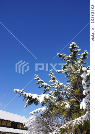 黒松の木と初雪 黒松の木と初雪 13238232