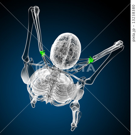 3d render medical illustration of the carpal bone 13238380