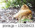 山田池公園の野良猫 13238423