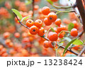 クロガネモチ 13238424