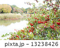 クロガネモチ 13238426