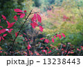山田池公園の紅葉 13238443