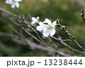 ジュウガツザクラ 13238444