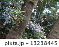 山田池公園の木 13238445