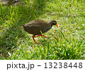ヤンバルクイナ 13238448