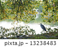 山田池公園のアオサギ 13238483