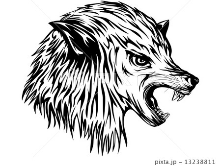 wolf growls wolf growls 13238811