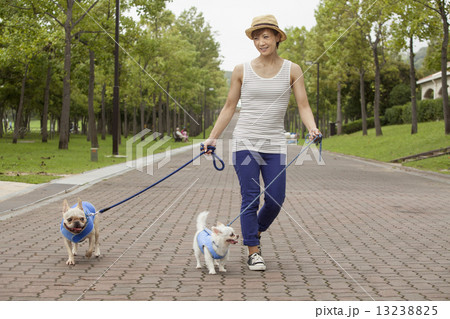 Woman walking two dogs on a paved path. 13238825