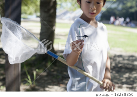 Young boy holding a butterfly net. 13238850