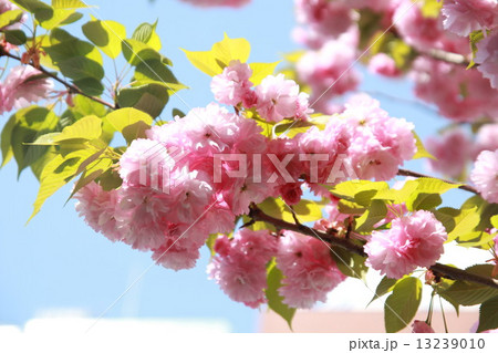八重桜 八重桜 13239010