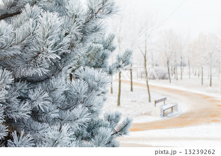 winter winter 13239262