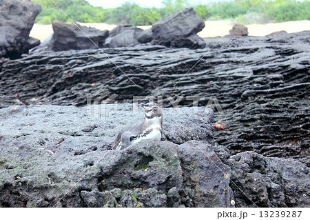 進化論の島ガラパゴス諸島、バルトロメ島の海岸の溶岩上に住む赤道直下のペンギン 13239287