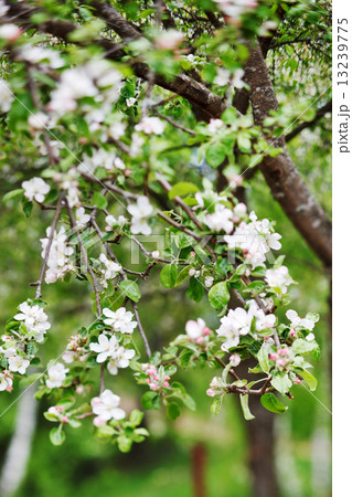 pink apple flowers 13239775