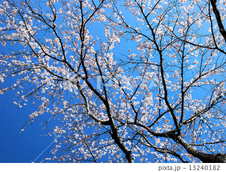 青空と桜 青空と桜 13240182
