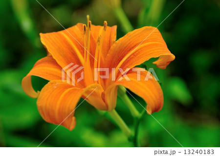 ノカンゾウの花 13240183