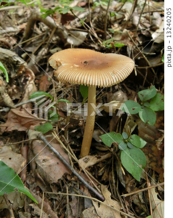 オオツルタケ 13240205