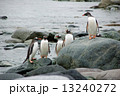 南極ペンギン 13240272