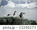 南極ペンギン 13240273