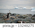 南極ペンギン 13240275